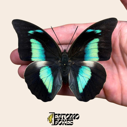 Archaeoprepona demophon gespannt Schmetterling auf hand