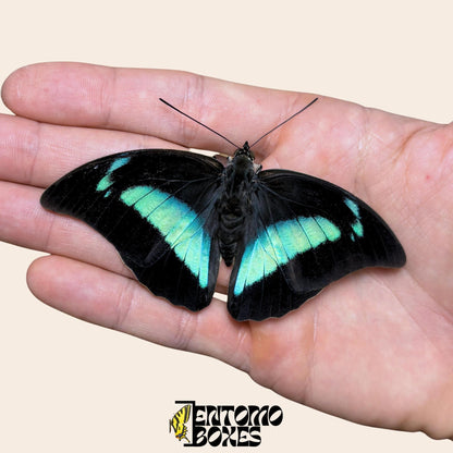 Archaeoprepona demophon Schmetterling auf hand
