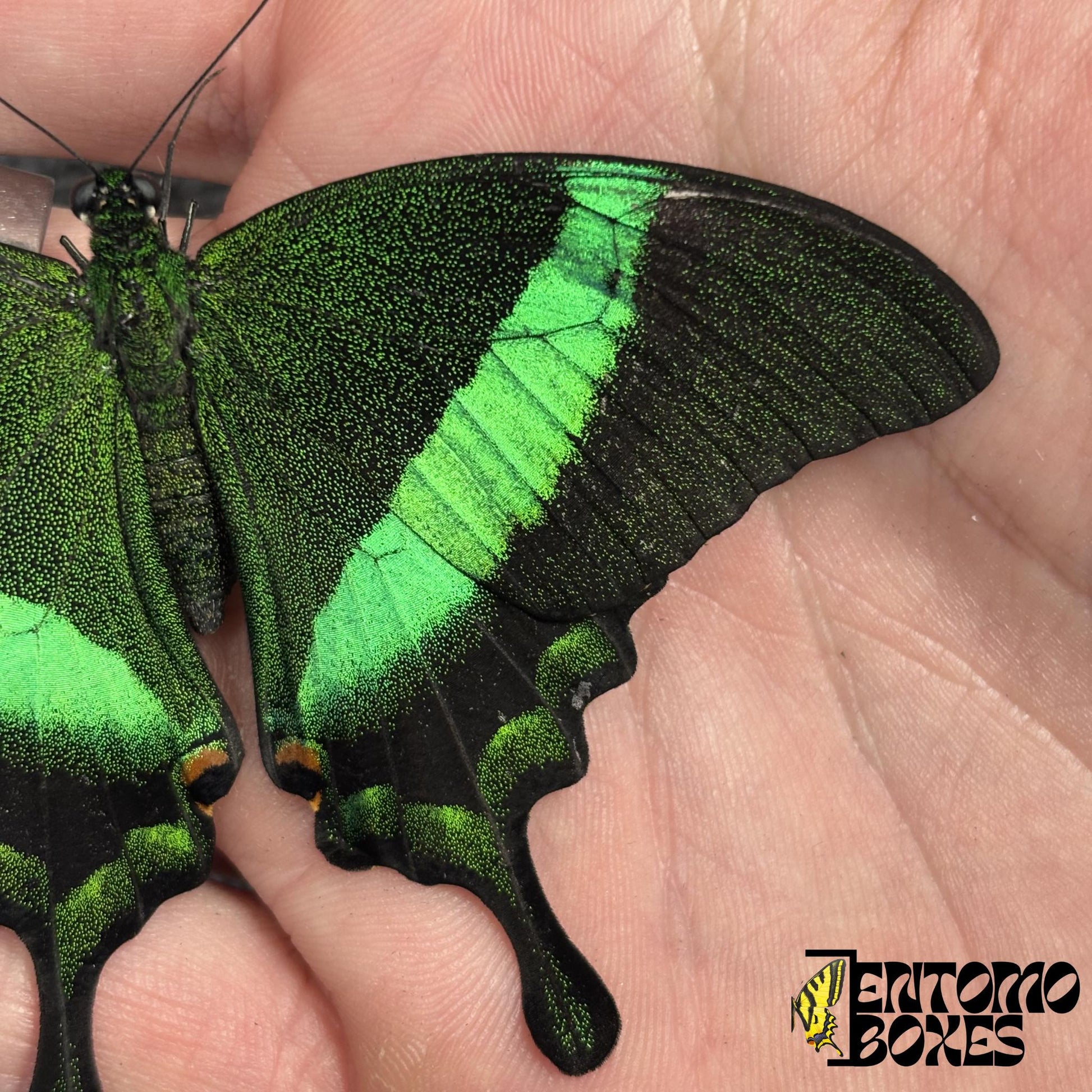 papilio palinurus wing closeup (etsy image id: 7948792516)