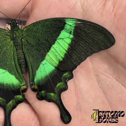 papilio palinurus wing closeup (etsy image id: 7948792516)