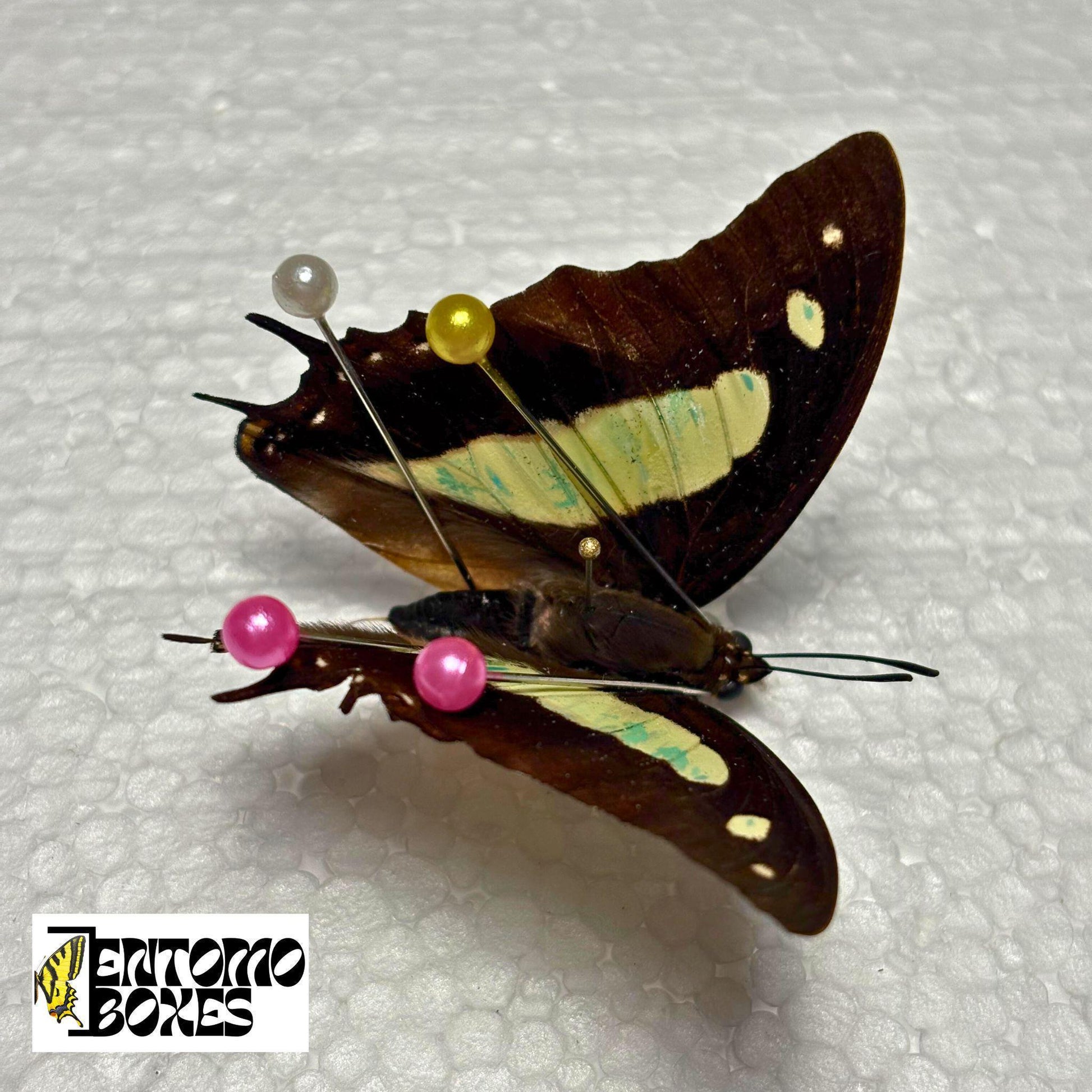 real butterfly pinned (etsy image id: 7957409882)