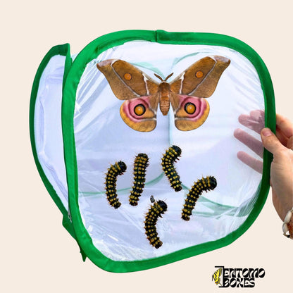Schmetterling und Falter breeding cage 30x30x30cm