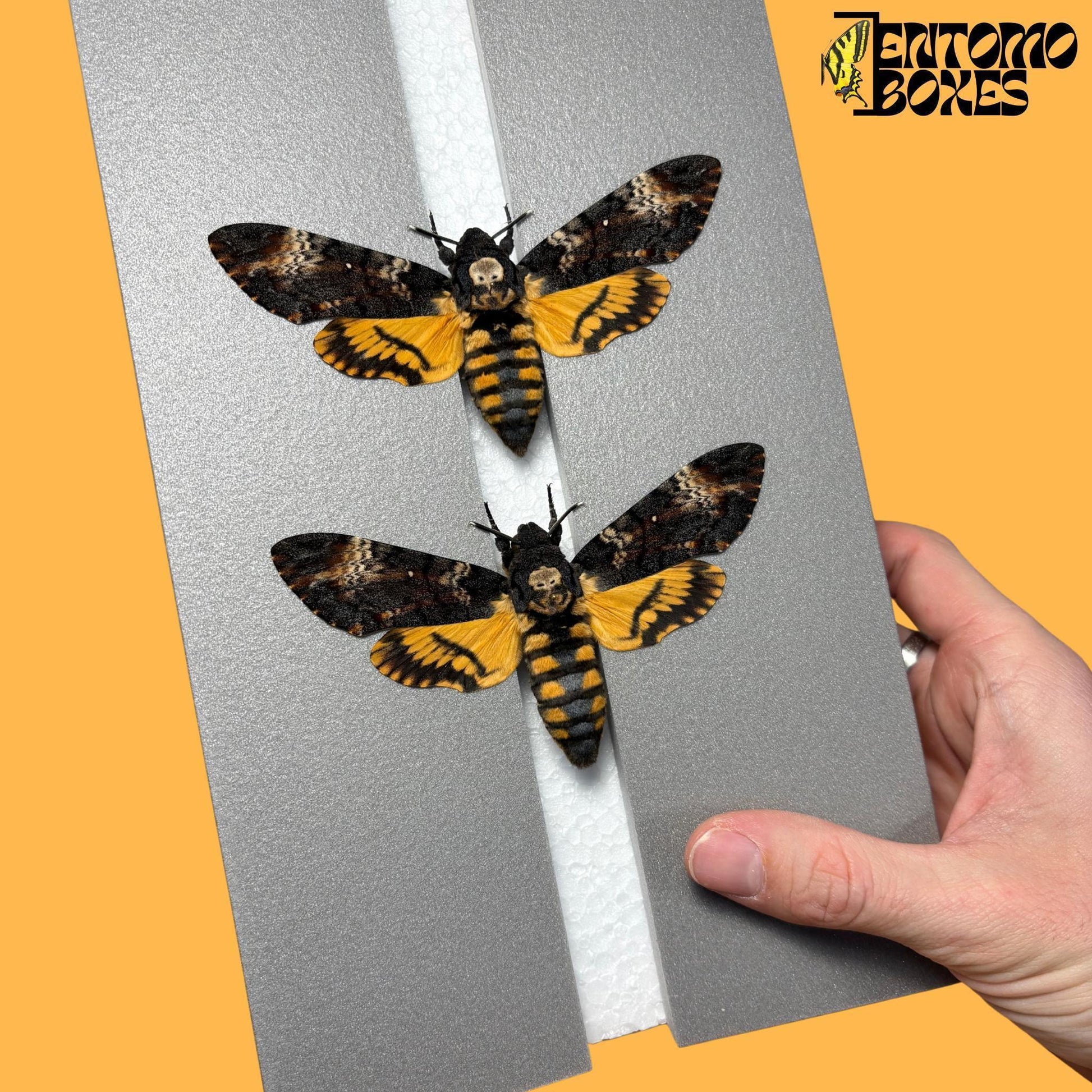 two acherontia atropos hawkmoths on pinning board from entomoboxes (etsy image id: 7965318976)