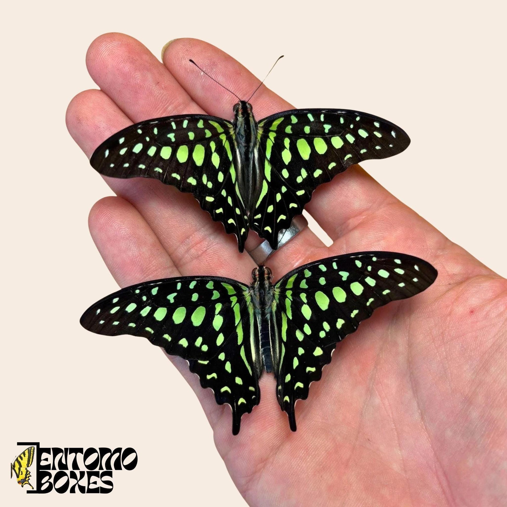 graphium agamemnon two Schmetterlinge auf hand