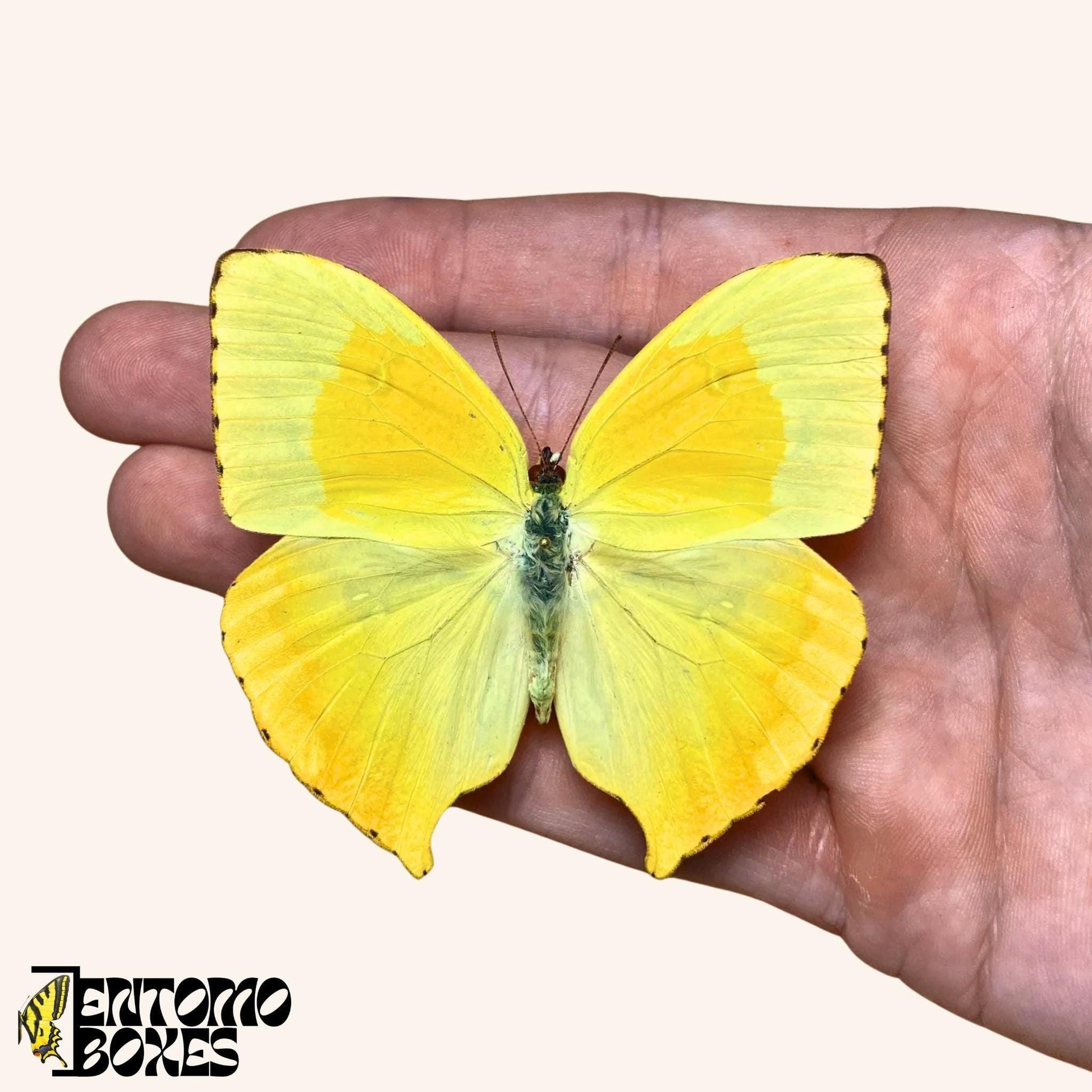 echter Schmetterling Phoebis neocypris - Gelb gespanntes Exemplar für Entomologie Taxidermie