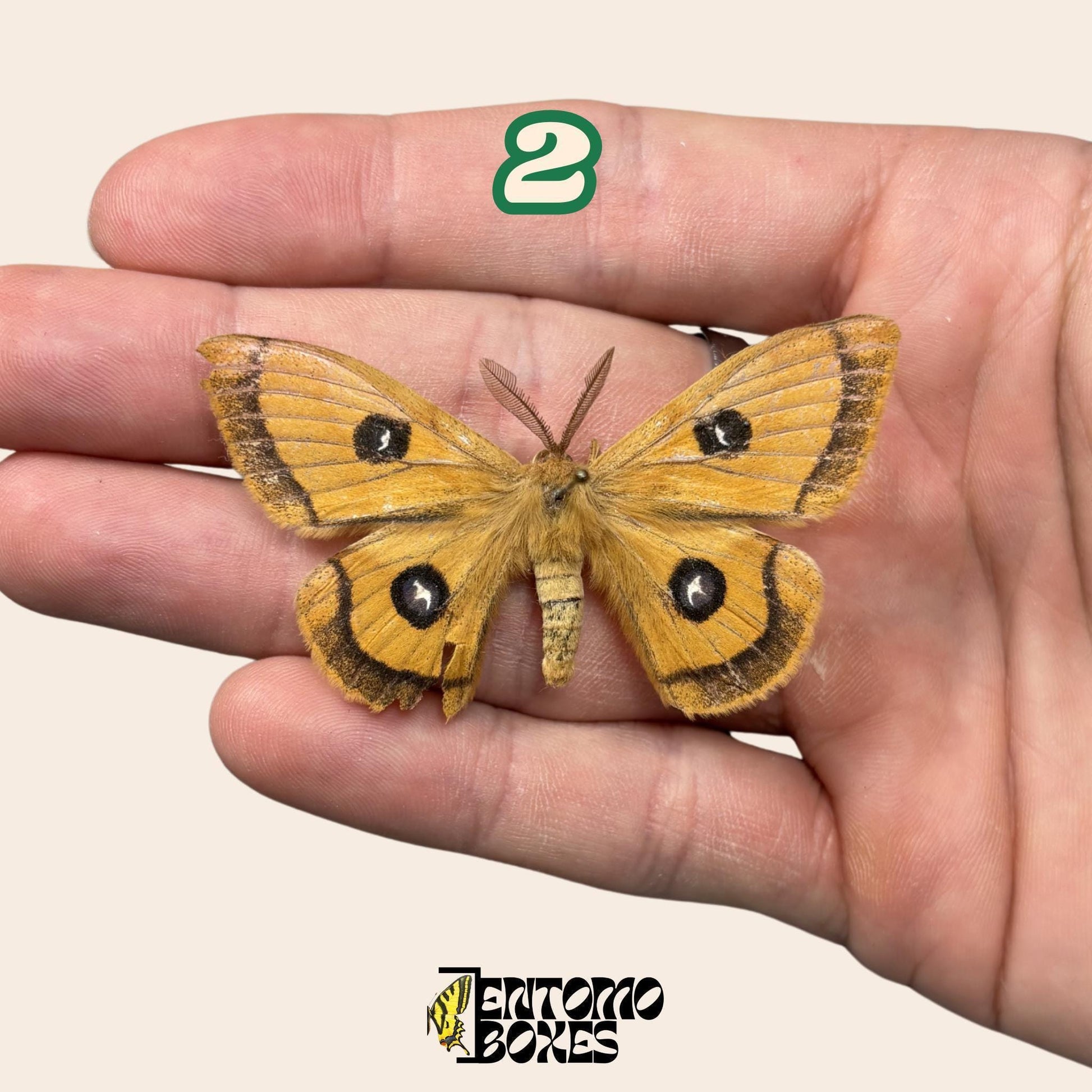 Defected budget Falter und Schmetterling Exemplare für Kunst, Sammlung, Taxidermie und Entomologie
