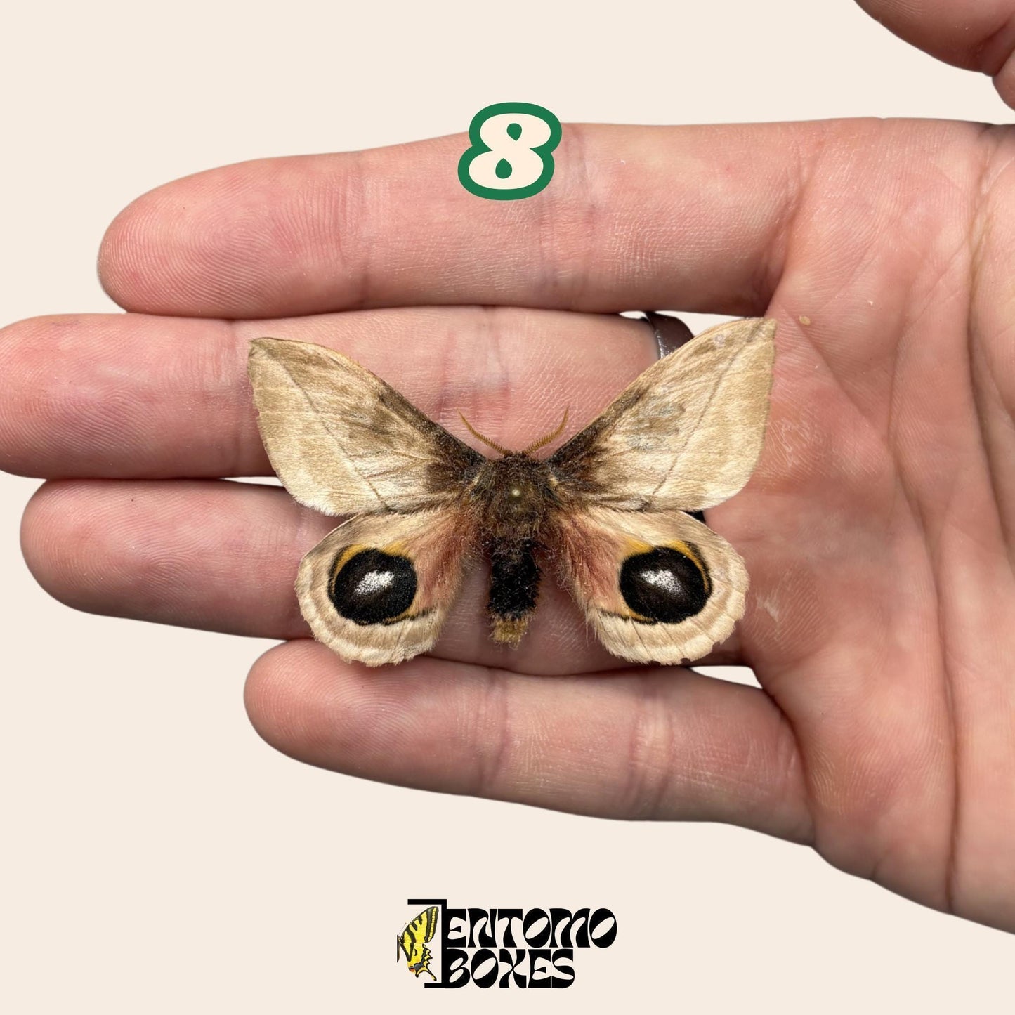 Defected budget Falter und Schmetterling Exemplare für Kunst, Sammlung, Taxidermie und Entomologie