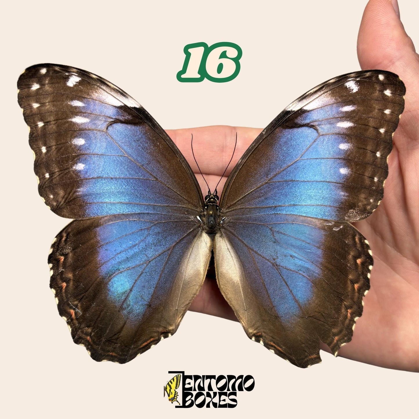 B-Qualität Blau Morpho Schmetterling No.16 in der Hand mit sichtbarem Flügelfehler, Pick-Your-Own nachhaltig bezogen