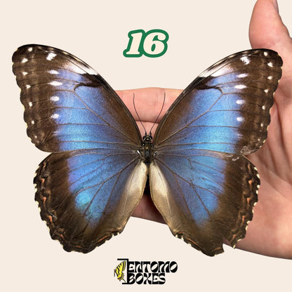 B-Qualität Blau Morpho Schmetterling No.16 in der Hand mit sichtbarem Flügelfehler, Pick-Your-Own nachhaltig bezogen
