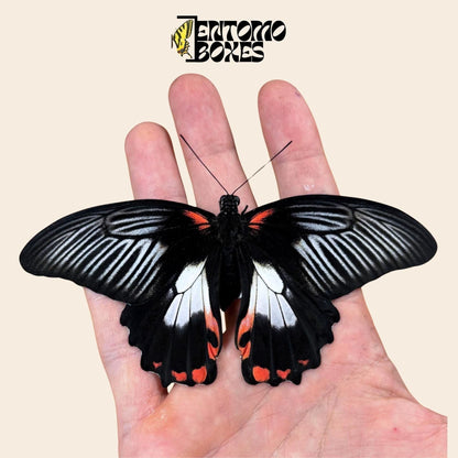 papilio rumanzovia female white form (etsy image id: 7976351634)
