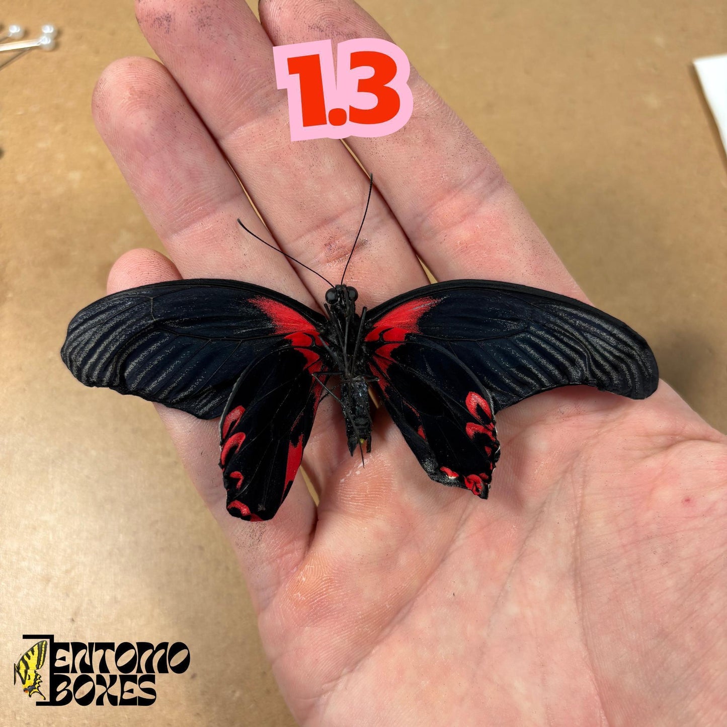 papilio rumanzovia male (etsy image id: 7976351694)