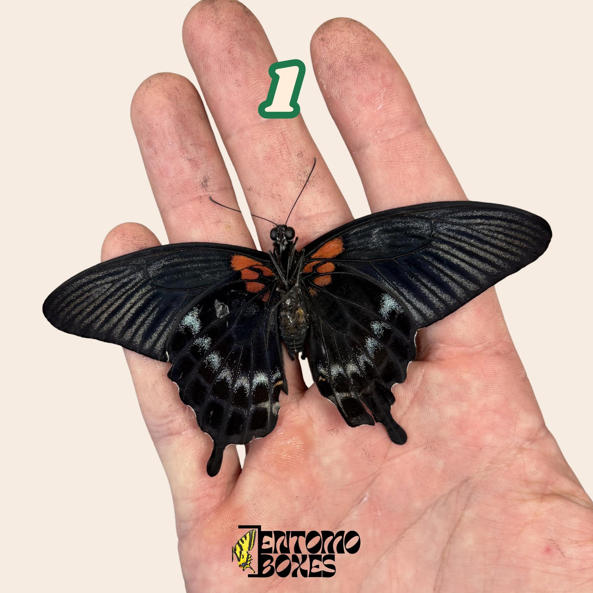 echter Schmetterling Papilio lowi: ungespannt A1-Qualität farbenprächtig Exemplar für Sammlung und Taxidermie