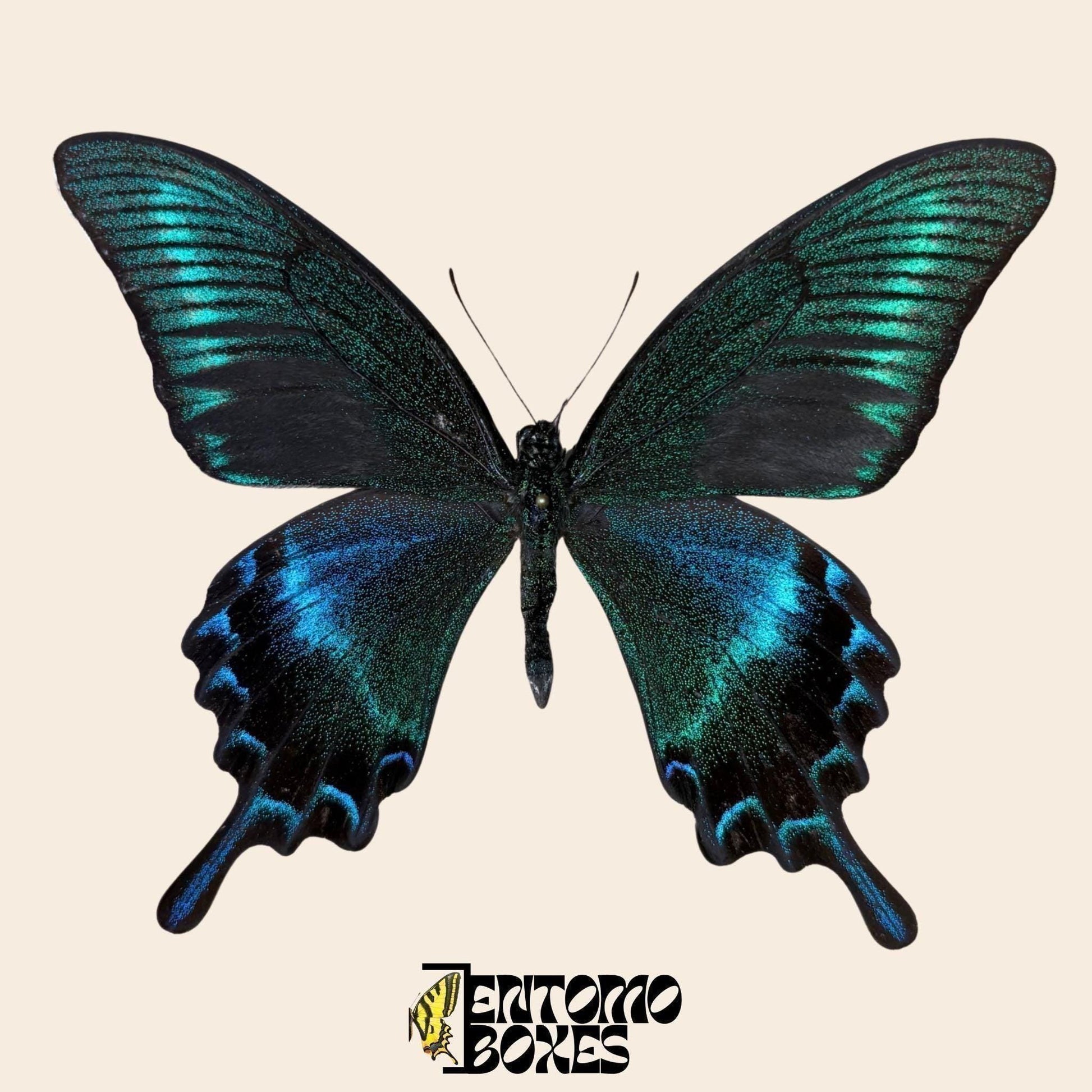 Real swallowtail Papilio maackii butterfly for Entomology Taxidermy Collection __etsy:7983857510