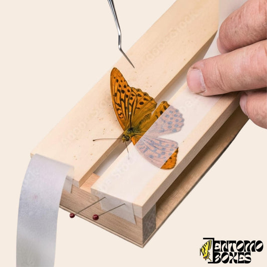 Pergamen paper butterfly and moth Pinning Tape for spreading wings (etsy image id: 7983857514)