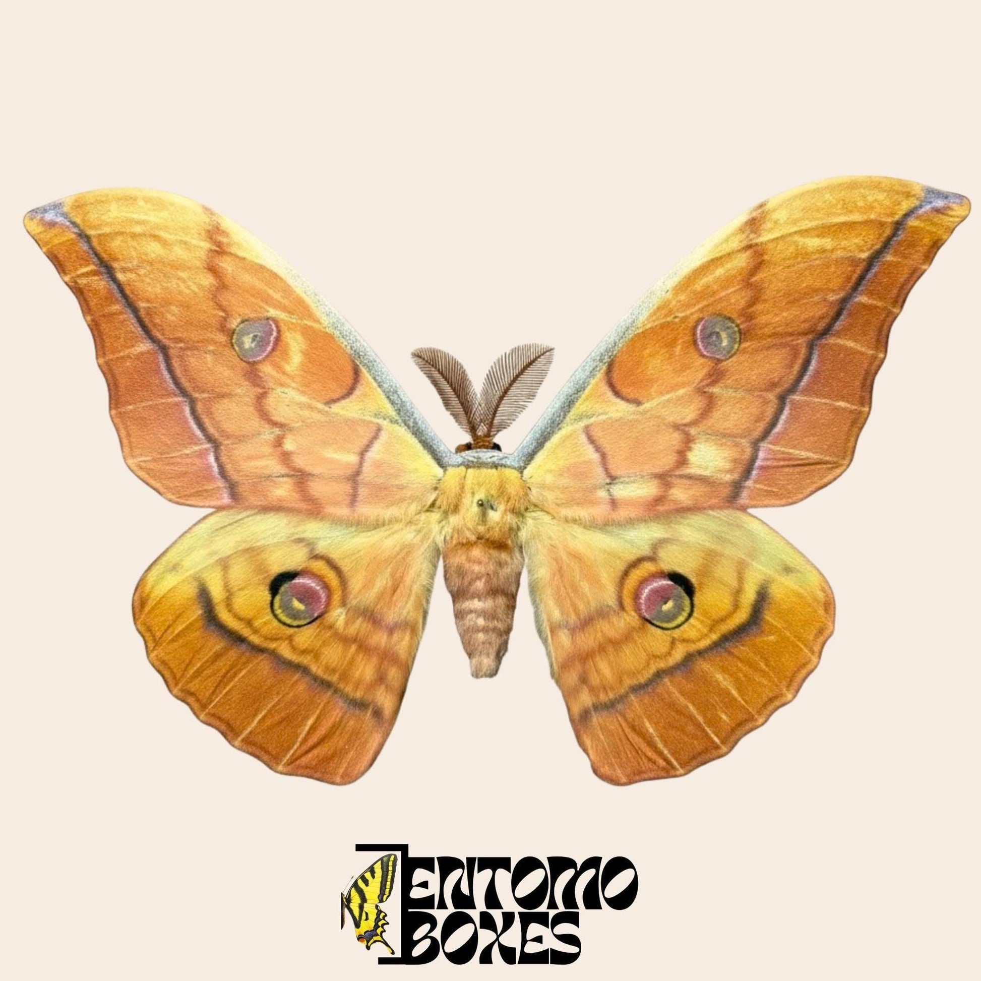 antheraea yamamai Orange gespannt Männchen