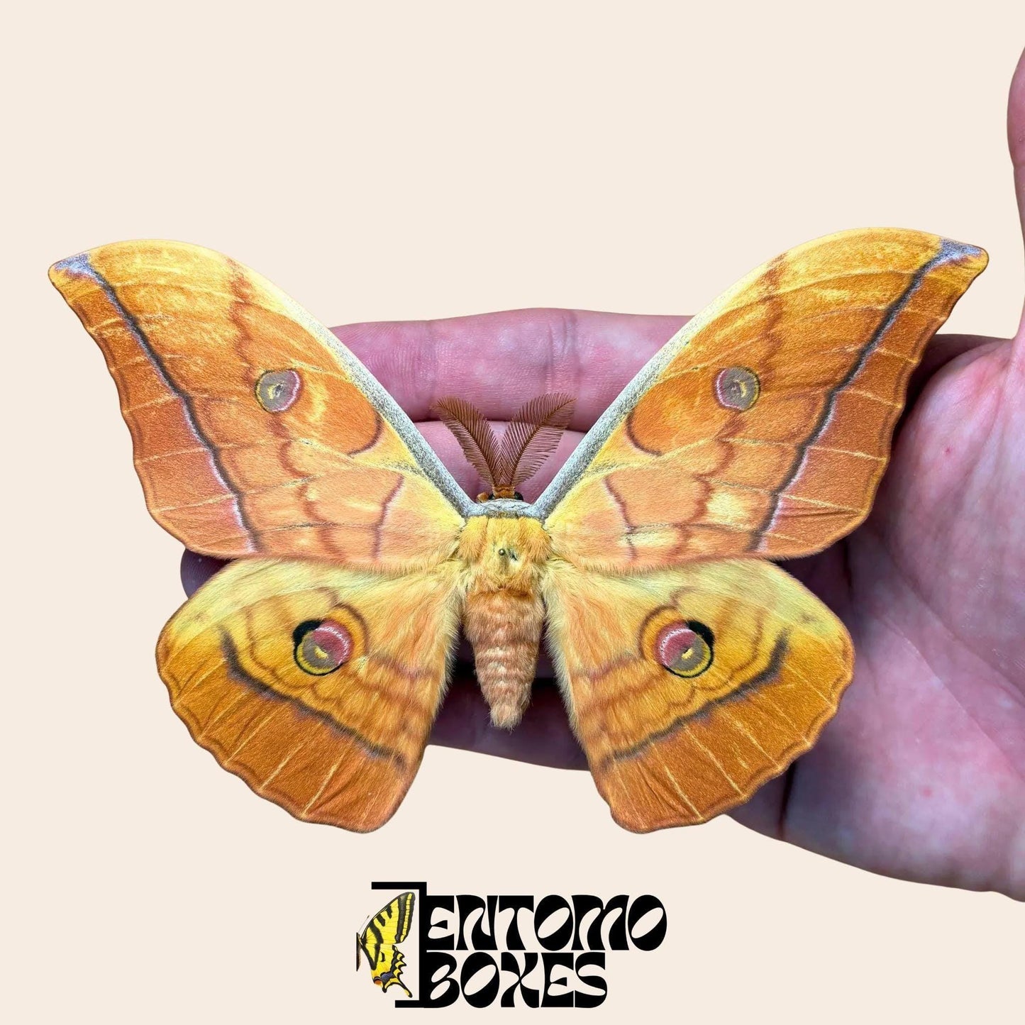 antheraea yamamai Orange gespannt Männchen