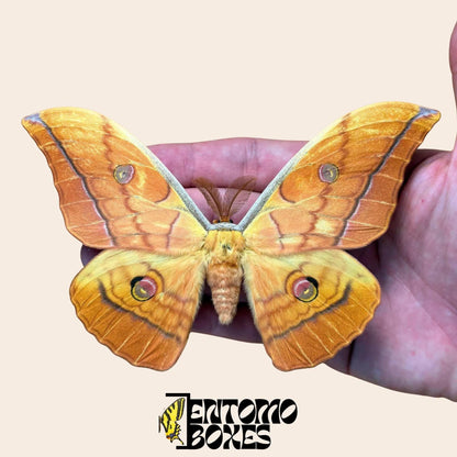 antheraea yamamai Orange gespannt Männchen