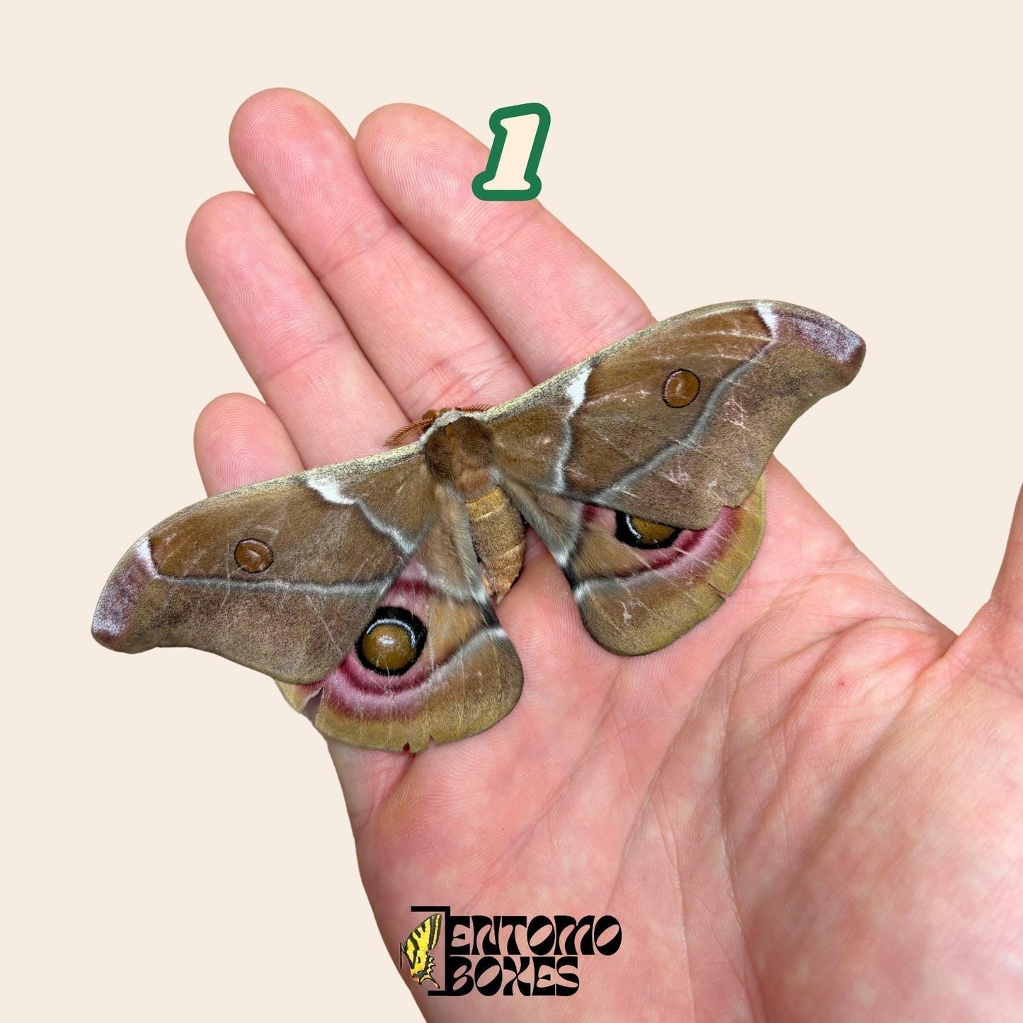 echter Antherina Suraka Falter Exemplar, Gespannt oder Ungespannt, Madagascar Seidenspinner, entomologische Vitrine, Taxidermie Insekt