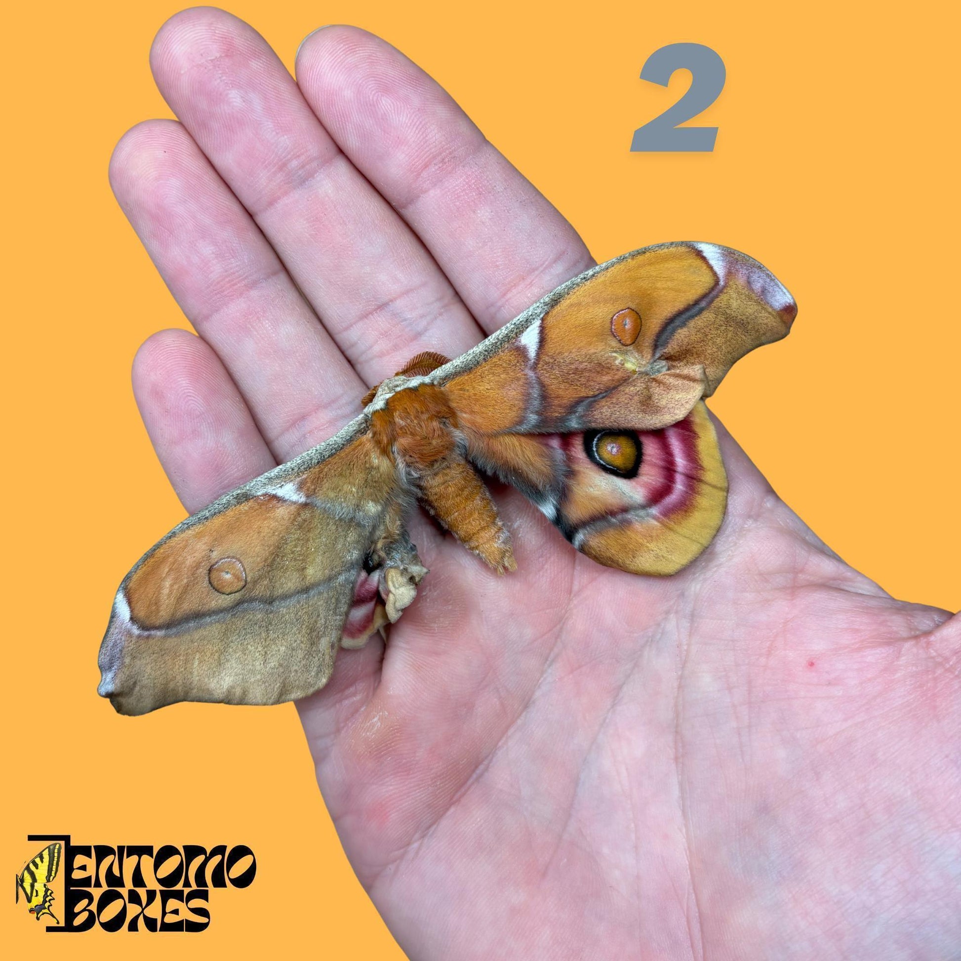 echter Antherina Suraka Falter Exemplar, Gespannt oder Ungespannt, Madagascar Seidenspinner, entomologische Vitrine, Taxidermie Insekt