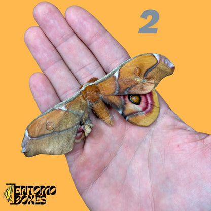 echter Antherina Suraka Falter Exemplar, Gespannt oder Ungespannt, Madagascar Seidenspinner, entomologische Vitrine, Taxidermie Insekt