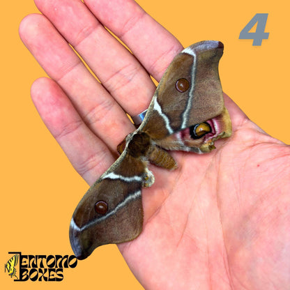 echter Antherina Suraka Falter Exemplar, Gespannt oder Ungespannt, Madagascar Seidenspinner, entomologische Vitrine, Taxidermie Insekt