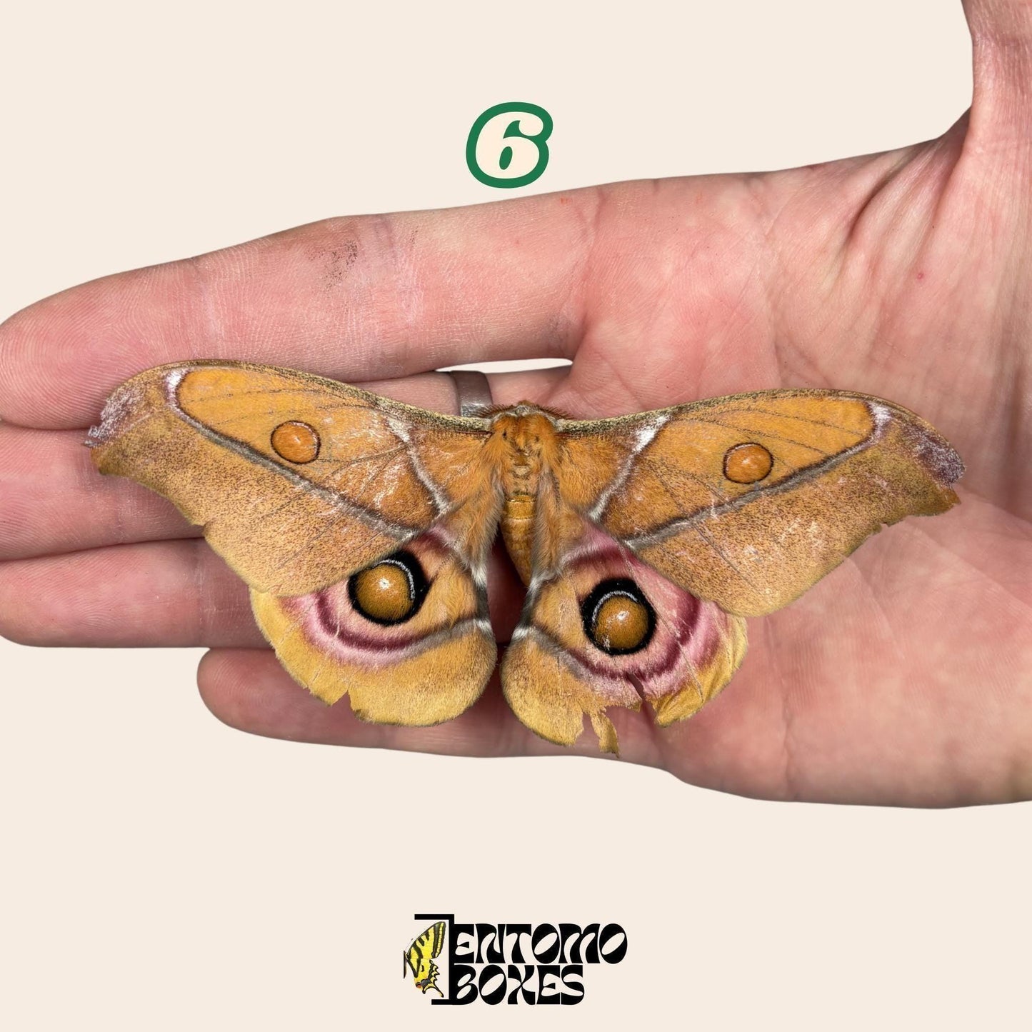 echter Antherina Suraka Falter Exemplar, Gespannt oder Ungespannt, Madagascar Seidenspinner, entomologische Vitrine, Taxidermie Insekt