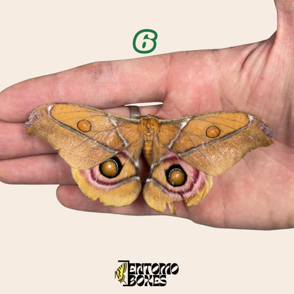 echter Antherina Suraka Falter Exemplar, Gespannt oder Ungespannt, Madagascar Seidenspinner, entomologische Vitrine, Taxidermie Insekt