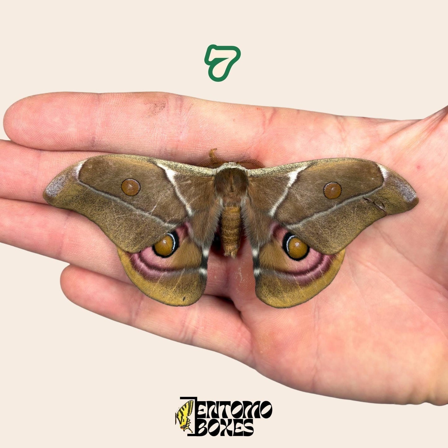 echter Antherina Suraka Falter Exemplar, Gespannt oder Ungespannt, Madagascar Seidenspinner, entomologische Vitrine, Taxidermie Insekt