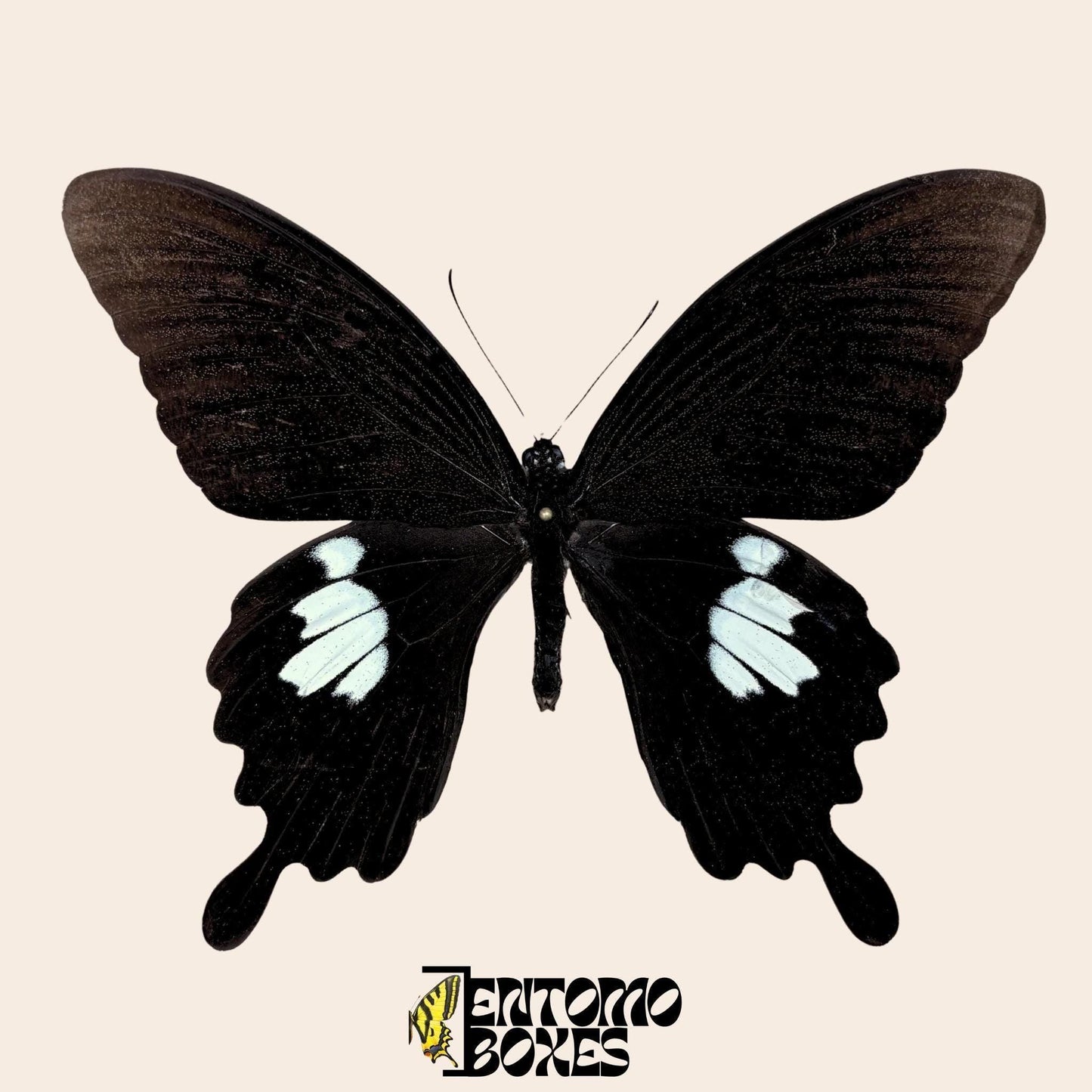 Papilio helenus Schmetterling auf pin