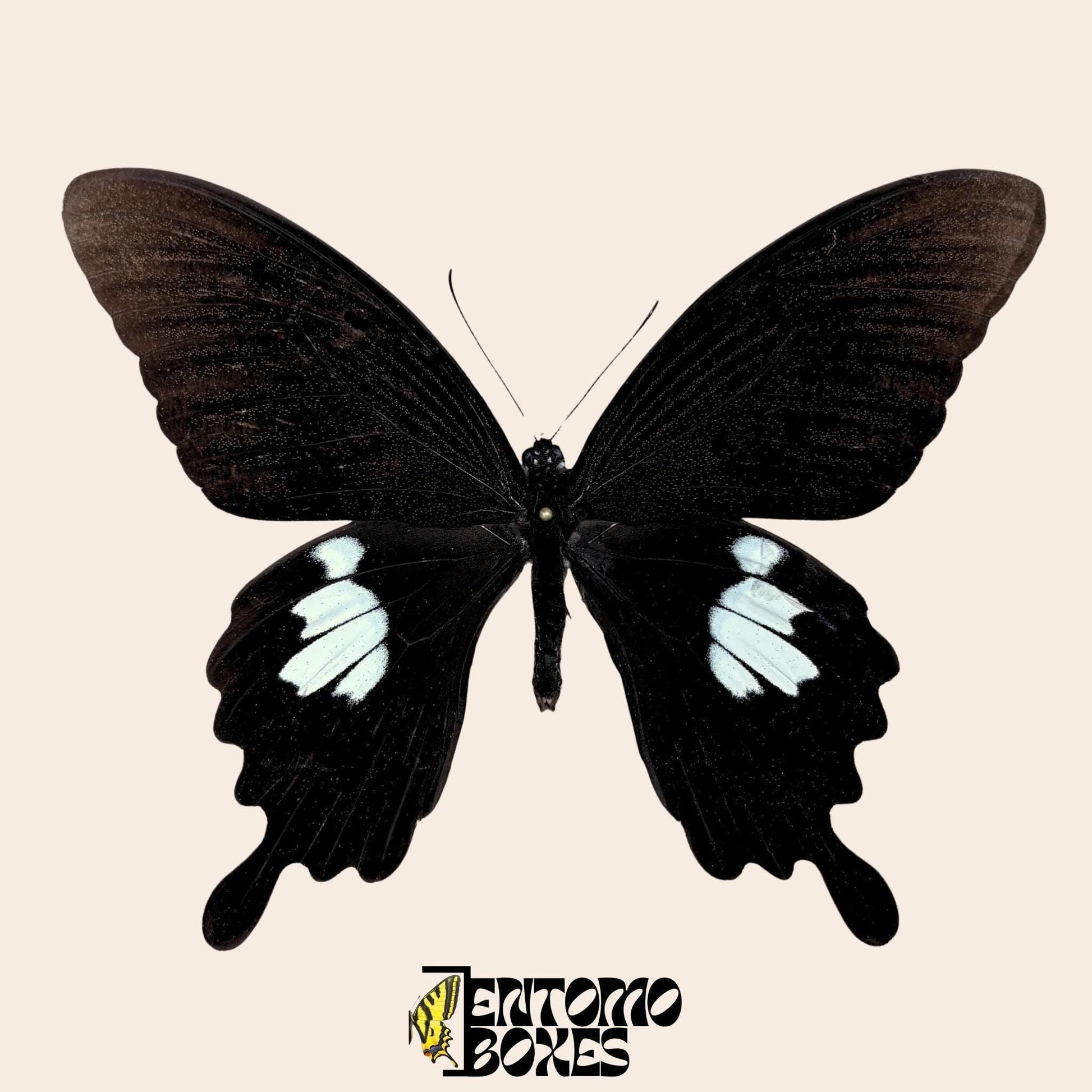Papilio helenus Schmetterling auf pin