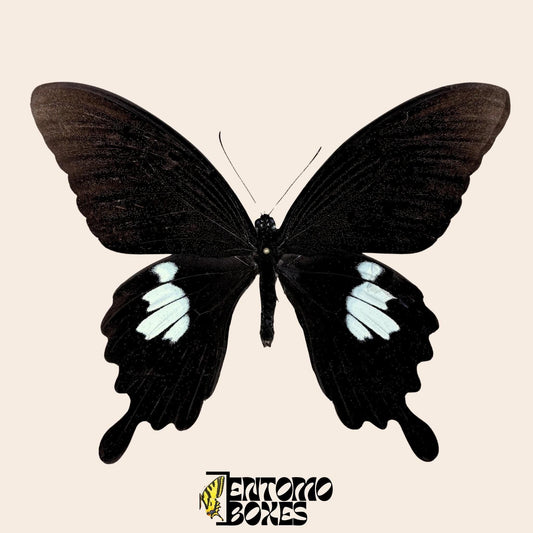 Papilio helenus Schmetterling auf pin
