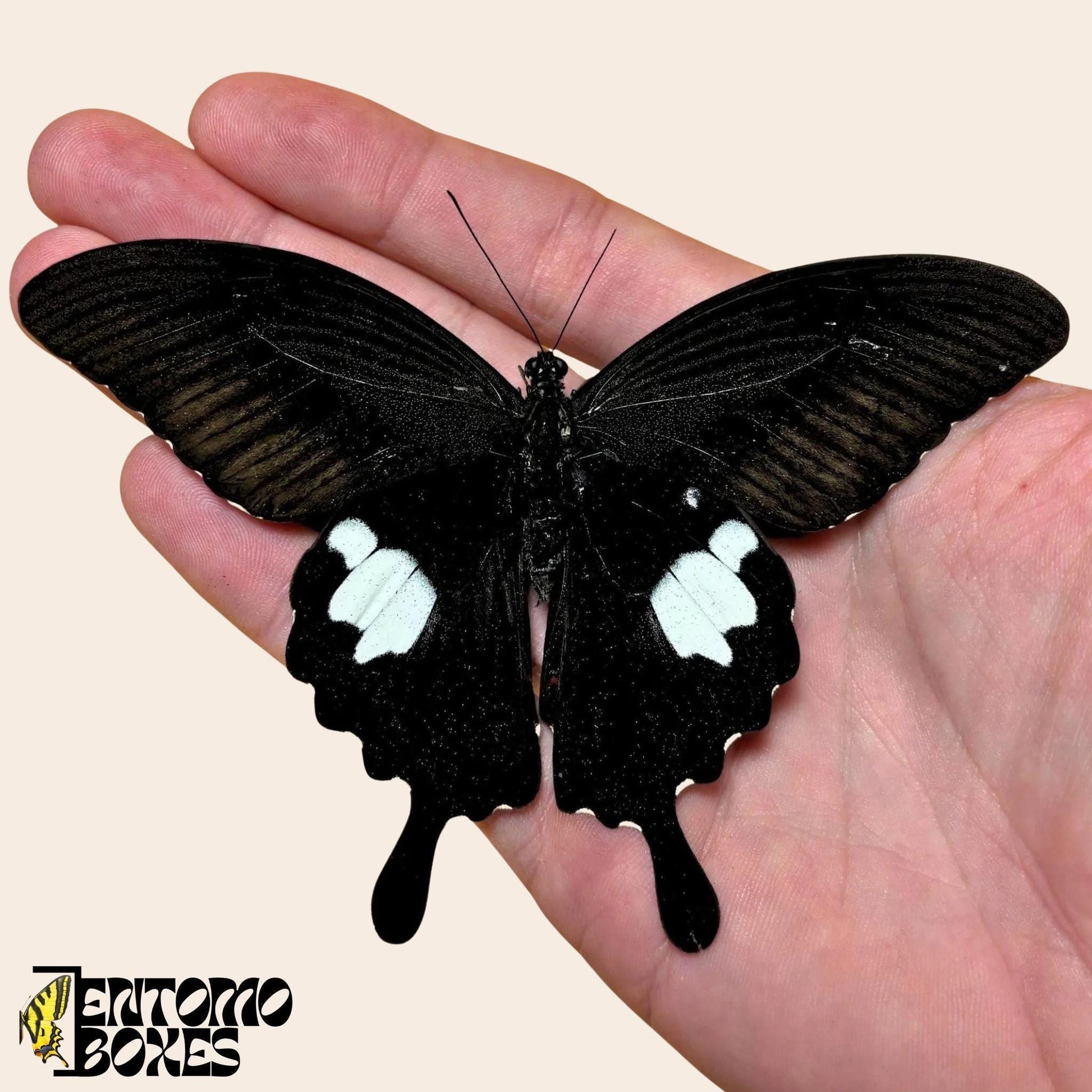Papilio helenus Roter Helenschmetterling gespanntes Exemplar, dunkle Flügel mit roten und weißen Hinterflügelflecken