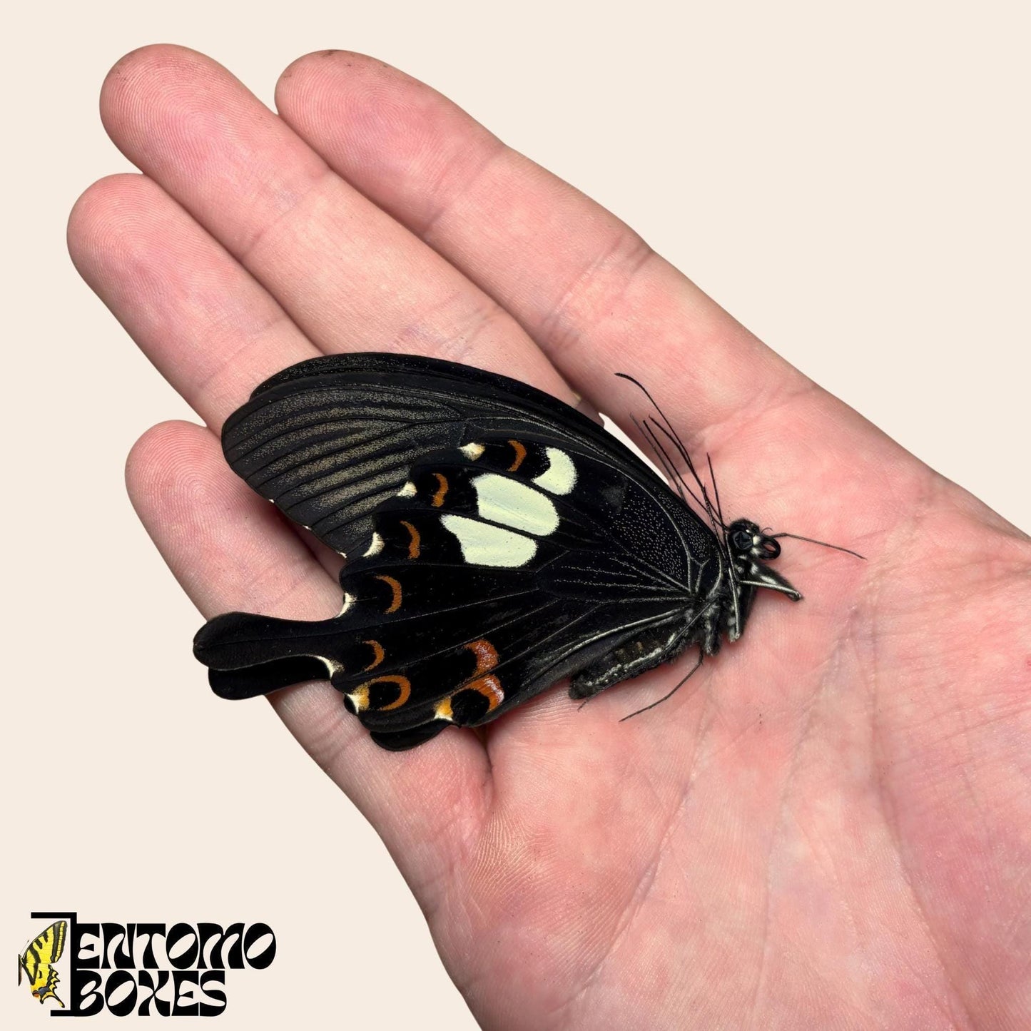 Papilio helenus Schmetterling mit geschlossenen Flügeln auf hand