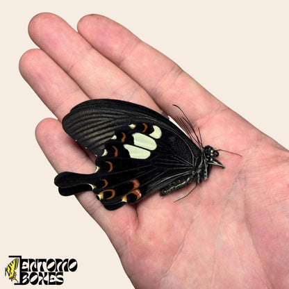 Papilio helenus Schmetterling mit geschlossenen Flügeln auf hand