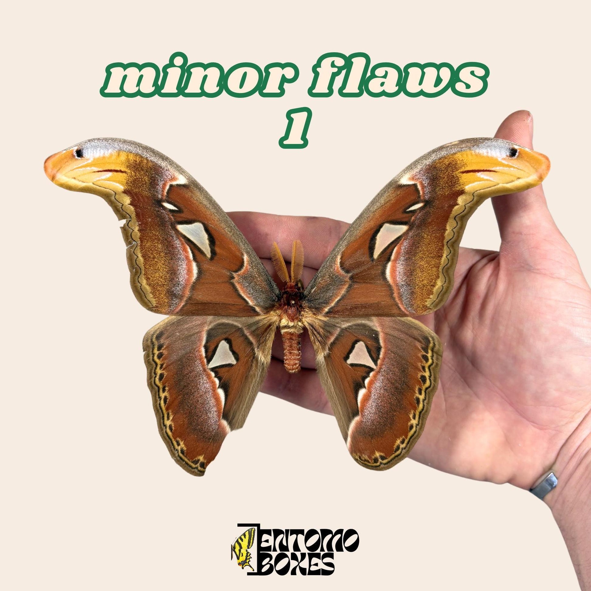 Pinned Attacus Atlas Moth: real Giant Atlas Silk Moth Specimen for taxidermy collection (etsy image id: 7990043478)