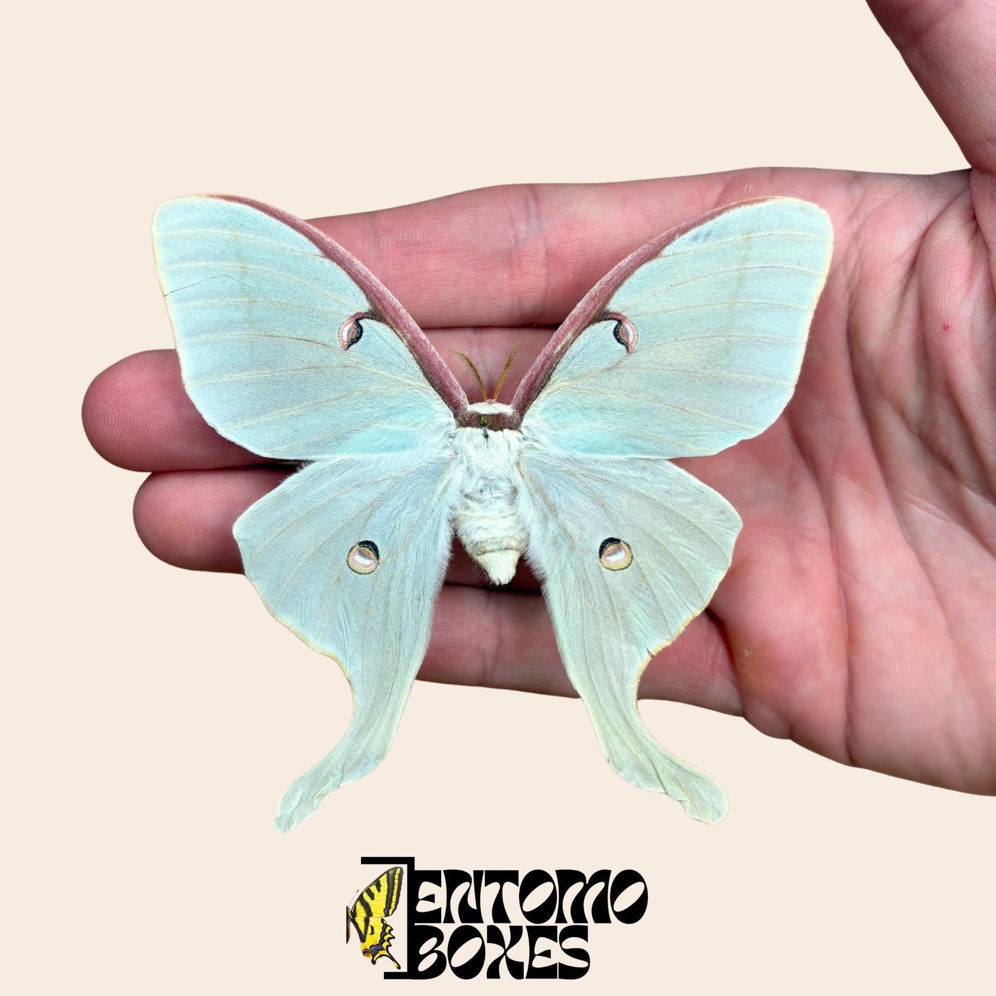 actias luna female pinned with open wings __etsy:7996746557
