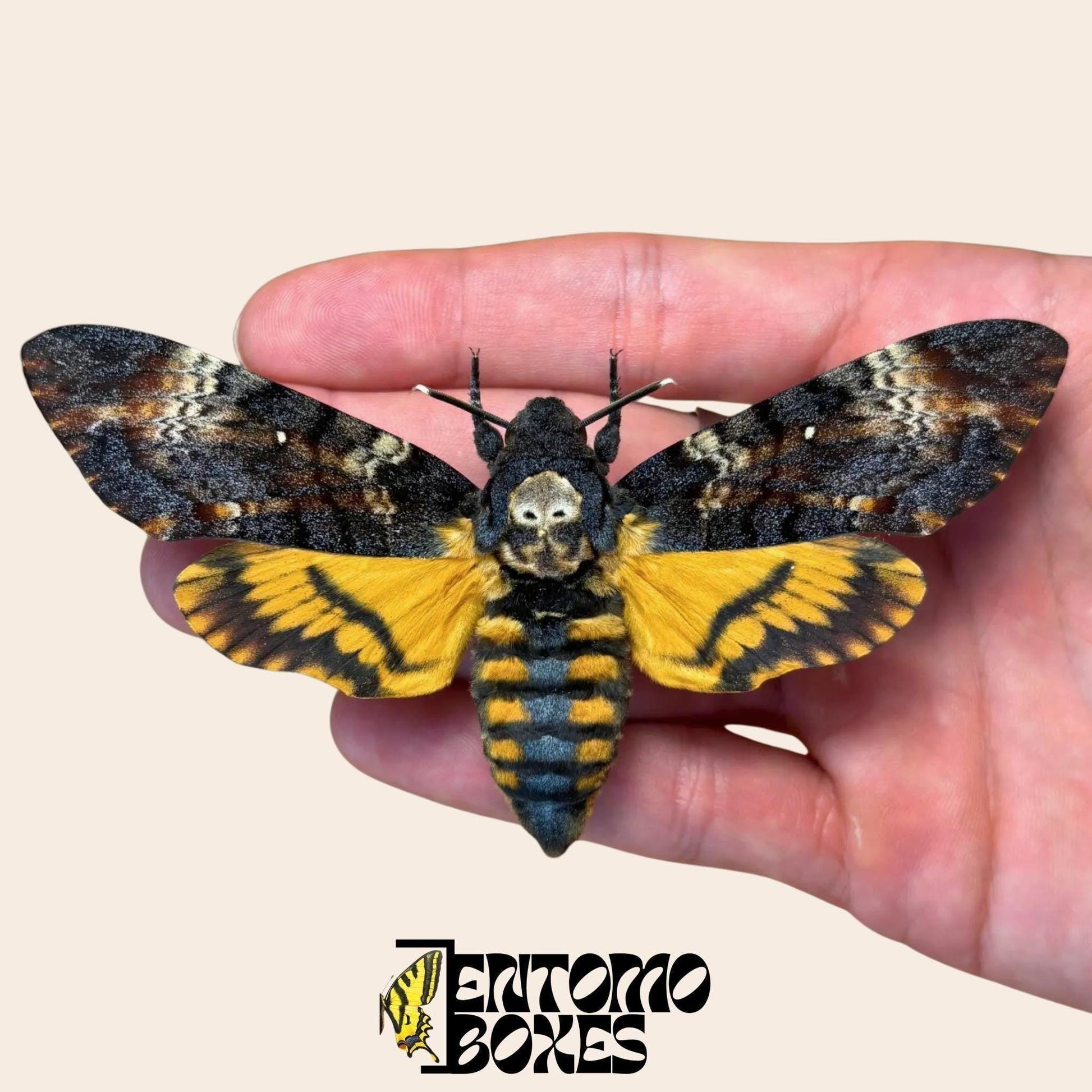 acherontia atropos gespannt Weibchen Falter