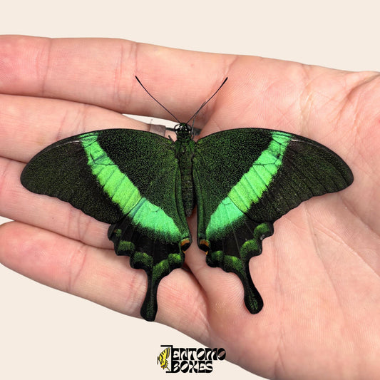 papilio palinurus ungespannt in Papierhülle Exemplar