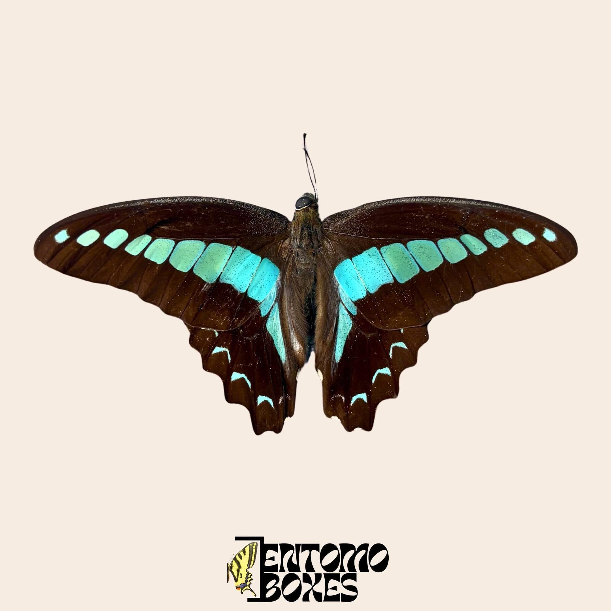 graphium saperdon Exemplar mit geöffneten Flügeln