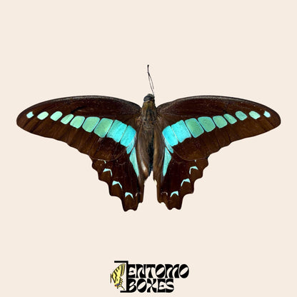 graphium saperdon Exemplar mit geöffneten Flügeln