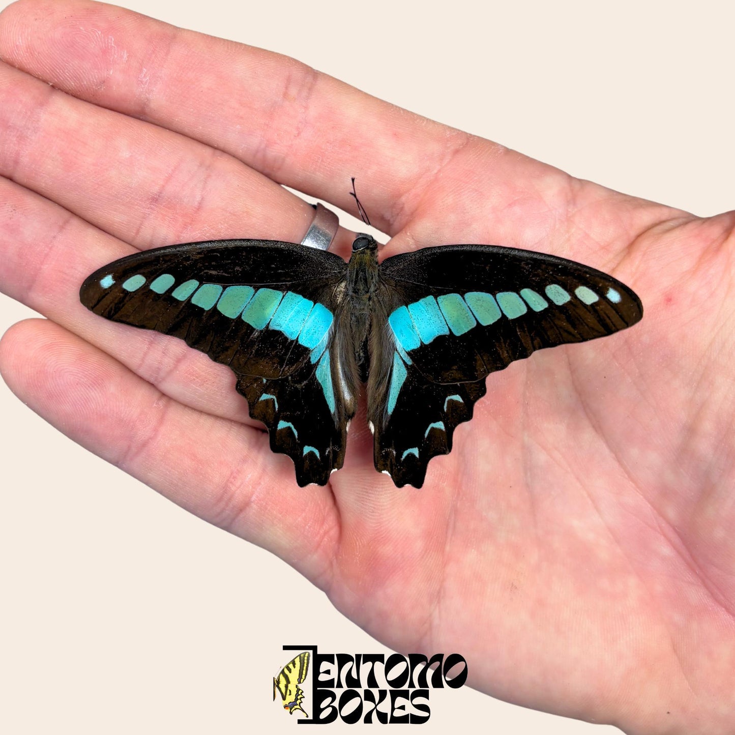 graphium saperdon Exemplar mit geöffneten Flügeln