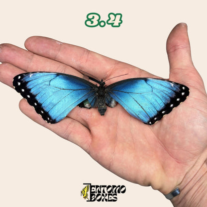 Real Blue Morpho Butterfly: B-Grade defected Dry Specimen for Taxidermy Repair (etsy image id: 7997017226)
