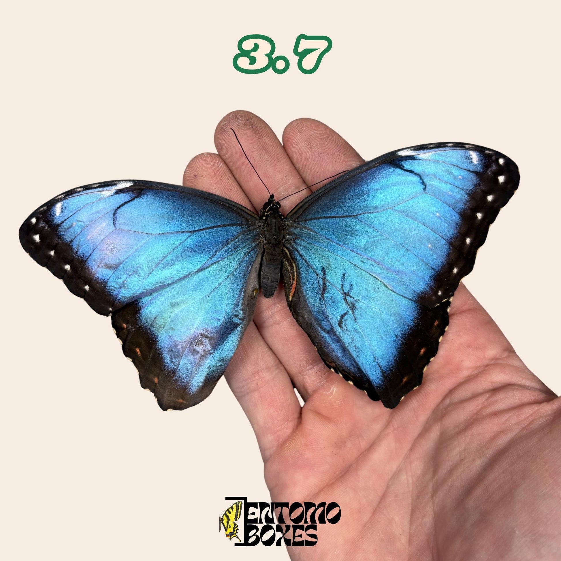 Real Blue Morpho Butterfly: B-Grade defected Dry Specimen for Taxidermy Repair (etsy image id: 7997017352)