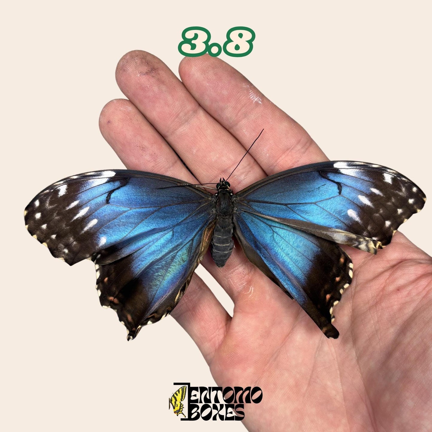 Real Blue Morpho Butterfly: B-Grade defected Dry Specimen for Taxidermy Repair (etsy image id: 7997017380)