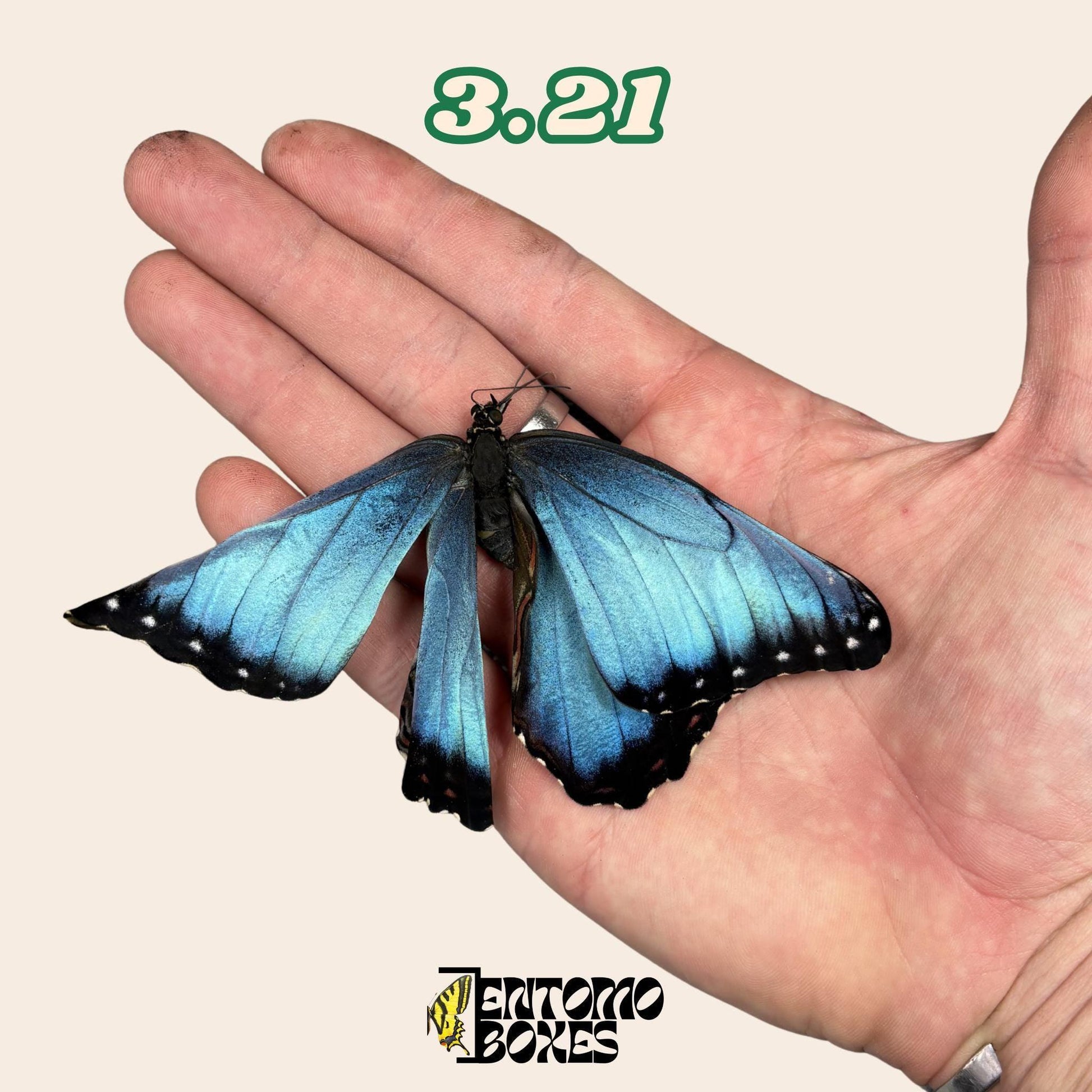 echter Blau Morpho Schmetterling: B-Qualität defektes Trockenexemplar für Taxidermie-Reparatur