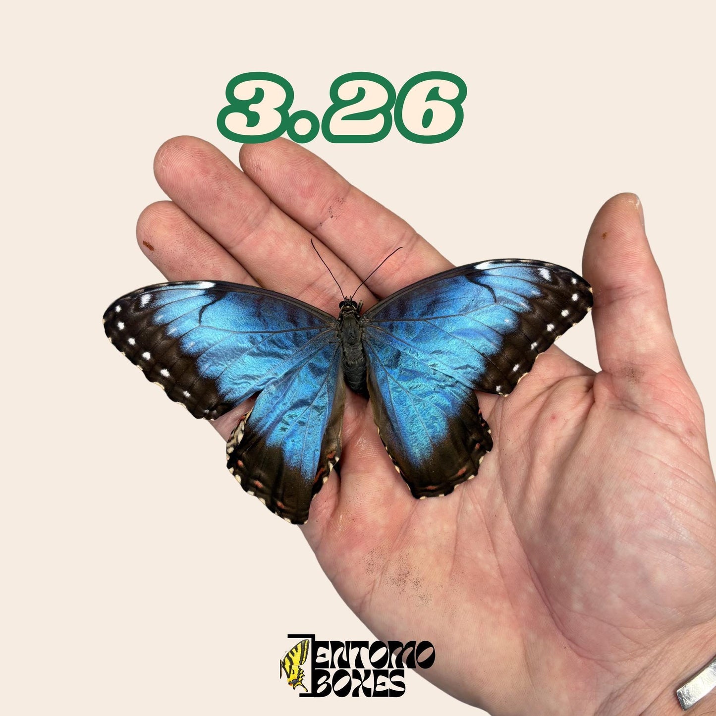 Blau Morpho Schmetterling No.3.26 in der Hand mit großer Flügelspannweite, nachhaltig bezogen von EntomoBoxes
