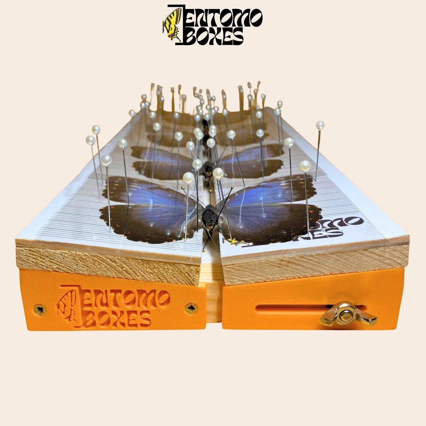 Verstellbares Spannbrett für Schmetterlinge von EntomoBoxes mit Blau morpho Schmetterlinge auf it