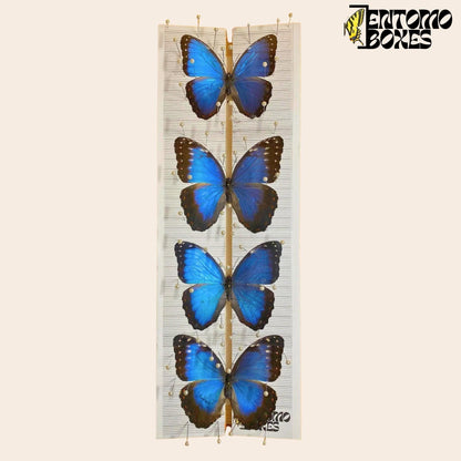 Verstellbares Spannbrett für Schmetterlinge von EntomoBoxes mit Blau morpho Schmetterlinge auf it