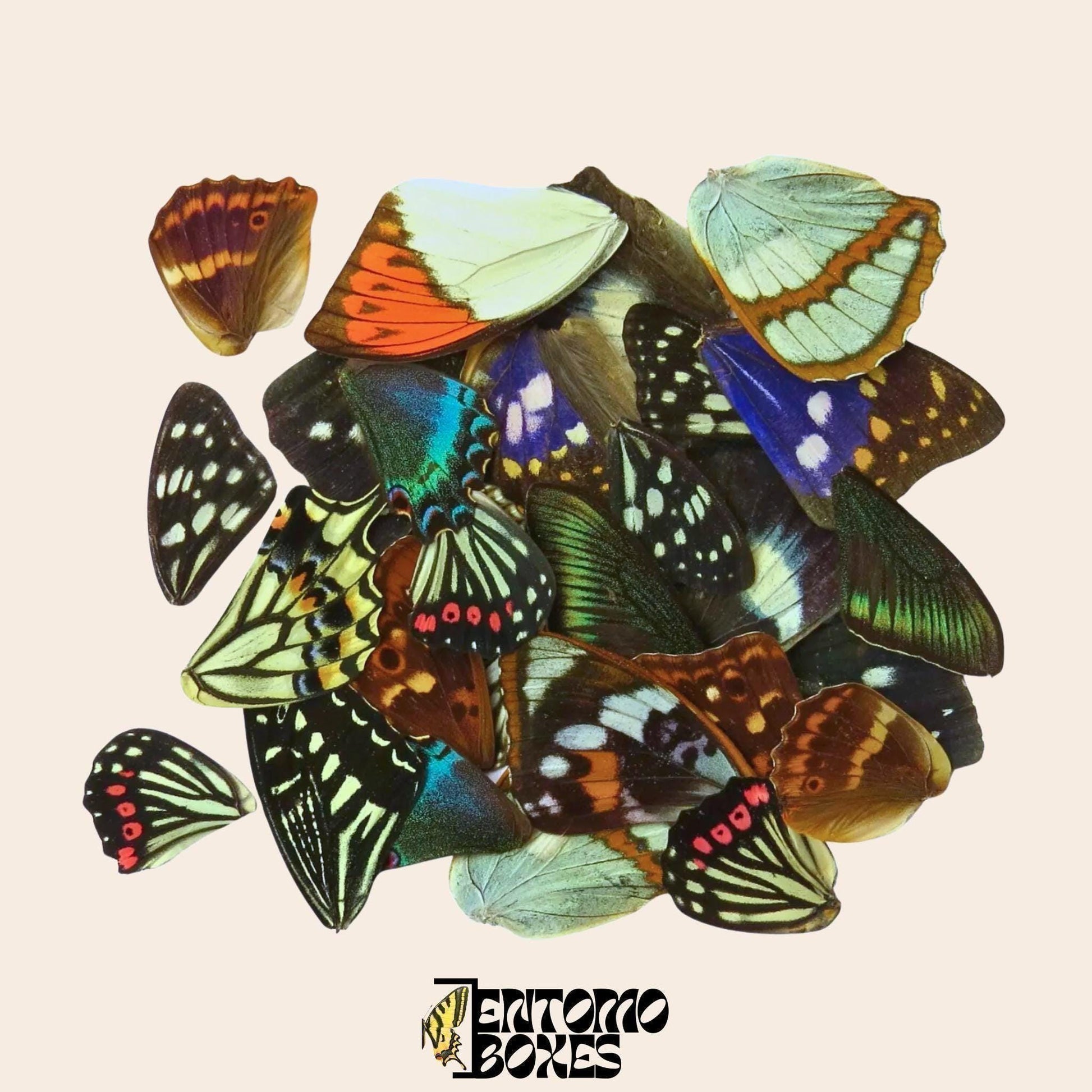 mix von echter Schmetterling Flügel