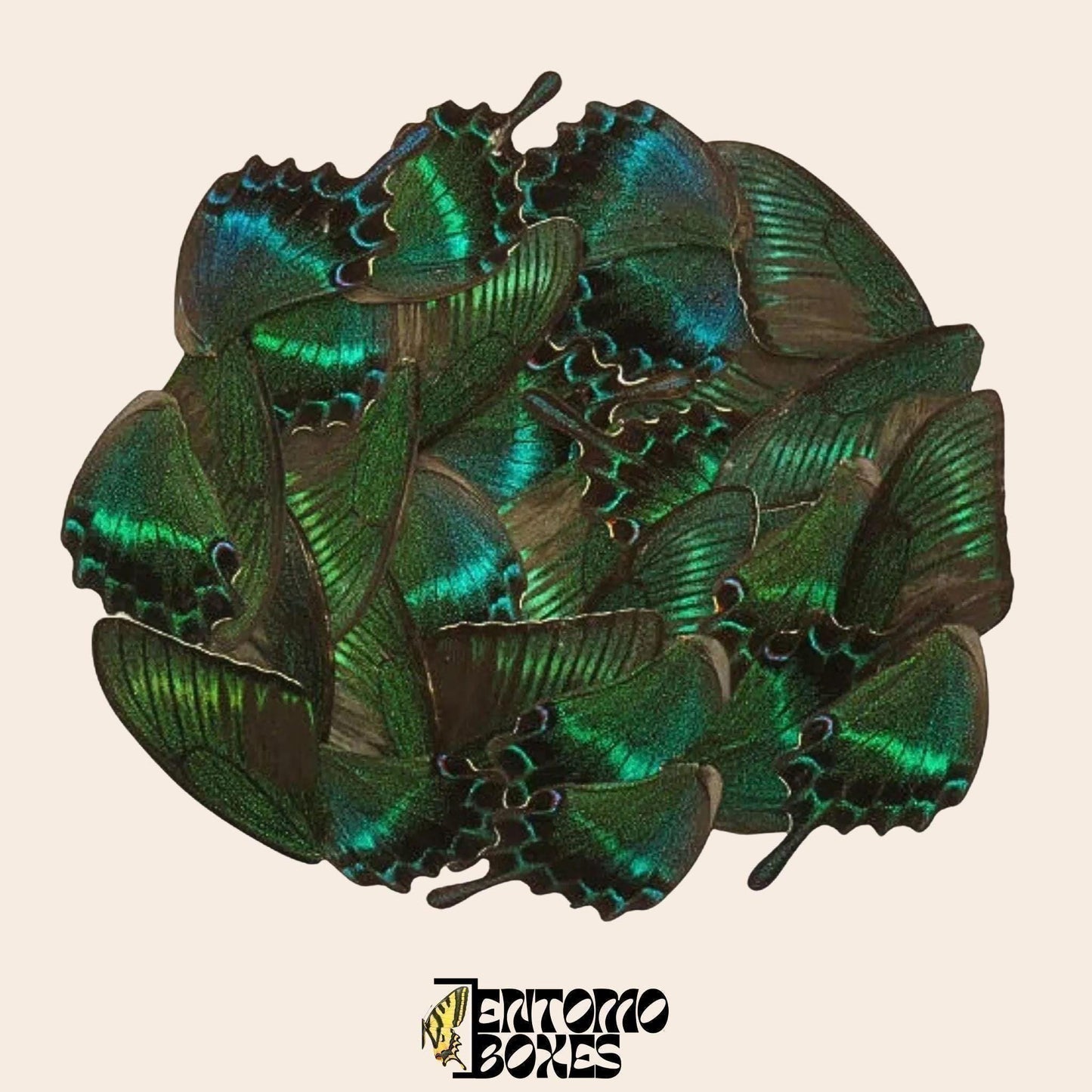 papilio maackii echter Flügel